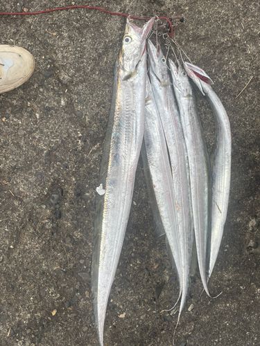 タチウオの釣果