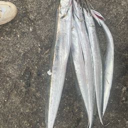 タチウオ