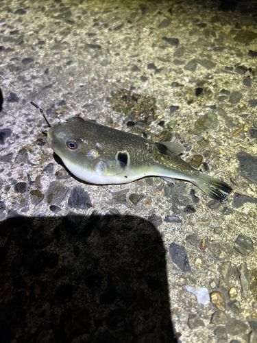 クサフグの釣果