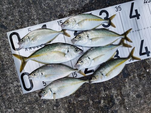 シマアジの釣果