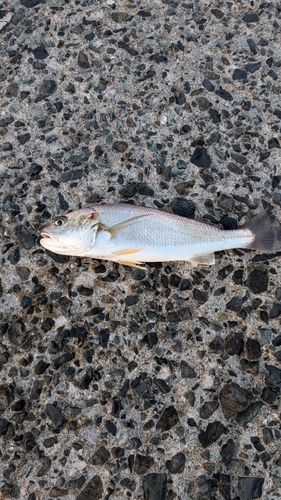 イシモチの釣果