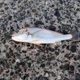 イシモチ