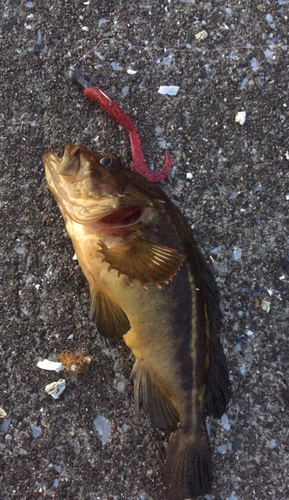 シマソイの釣果