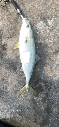 イナダの釣果