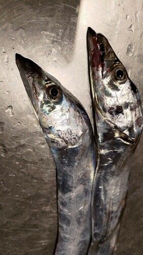 タチウオの釣果