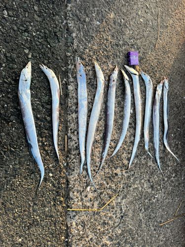 タチウオの釣果