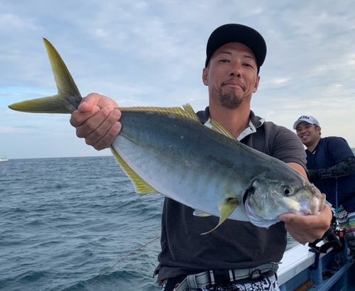 シマアジの釣果