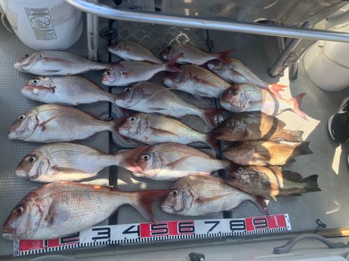 マダイの釣果