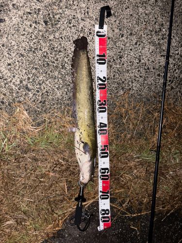 アメリカナマズの釣果