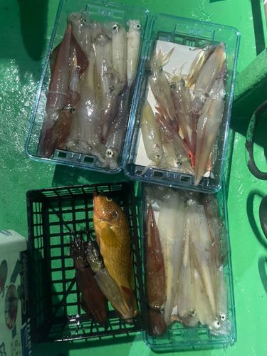 ケンサキイカの釣果