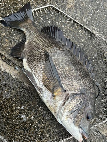 クロダイの釣果