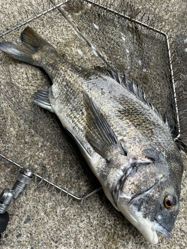 クロダイの釣果