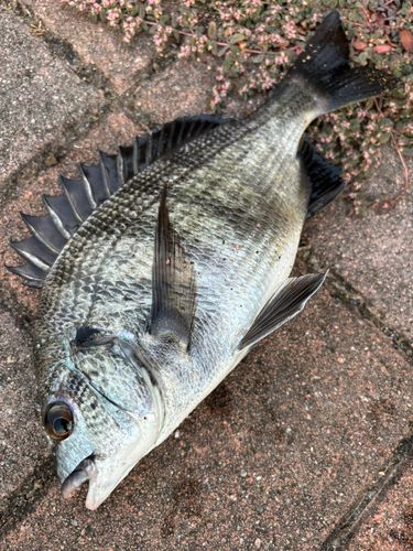 クロダイの釣果