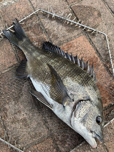 クロダイの釣果