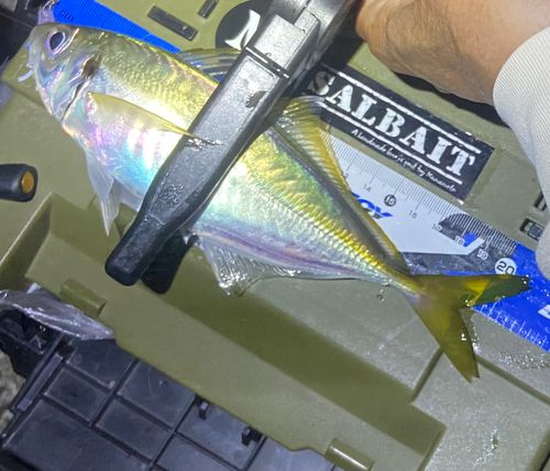 マアジの釣果