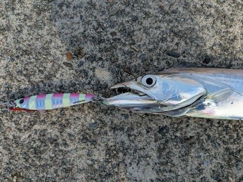 タチウオの釣果