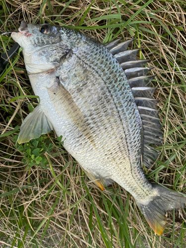 キビレの釣果