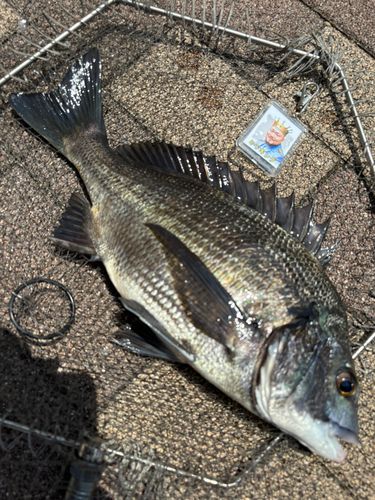 クロダイの釣果