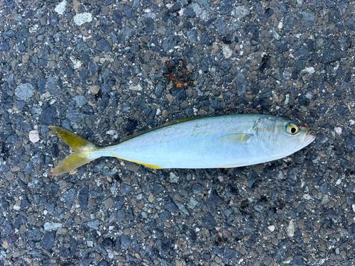 ハマチの釣果