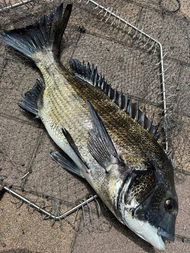 クロダイの釣果