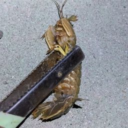 シャコ