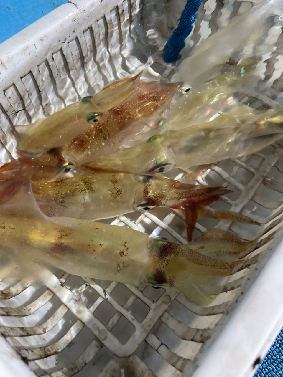 夏風邪さんの釣果 2枚目の画像