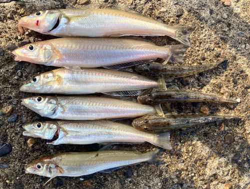 シロギスの釣果