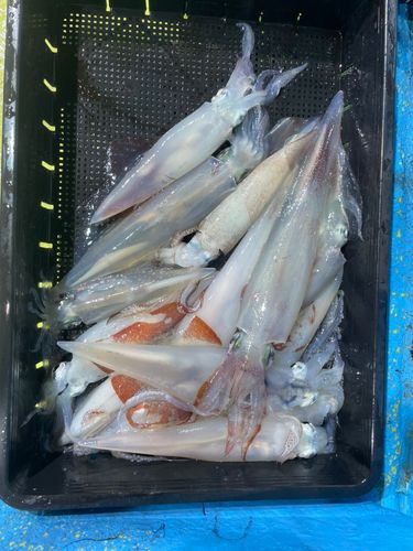 ケンサキイカの釣果