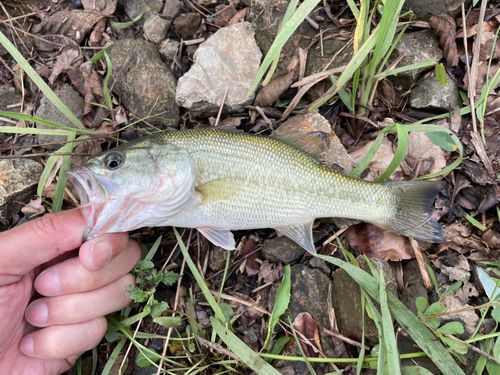 ラージマウスバスの釣果