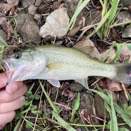 ラージマウスバス