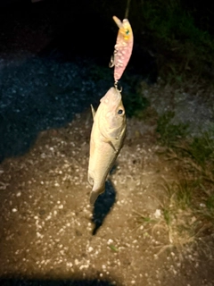 セイゴ（マルスズキ）の釣果