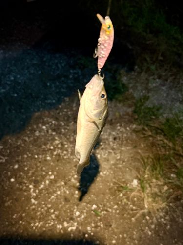 セイゴ（マルスズキ）の釣果