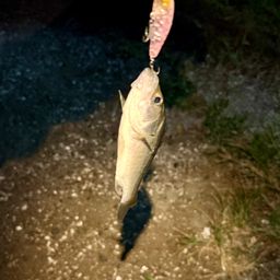 セイゴ（マルスズキ）