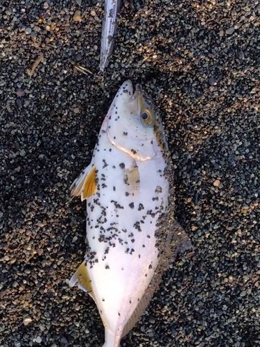 ショゴの釣果