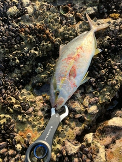 カンパチの釣果