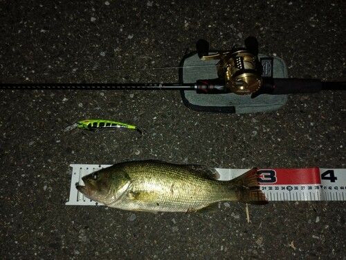 ブラックバスの釣果