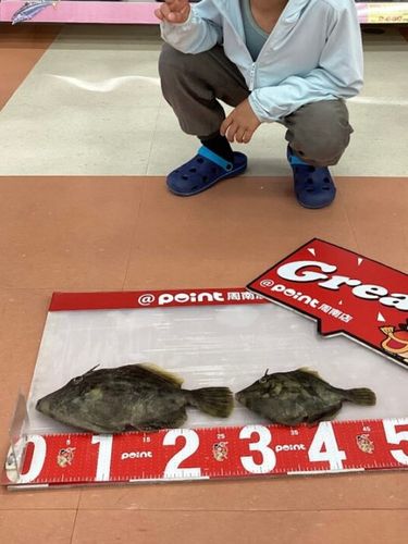 カワハギの釣果