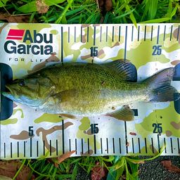 スモールマウスバス