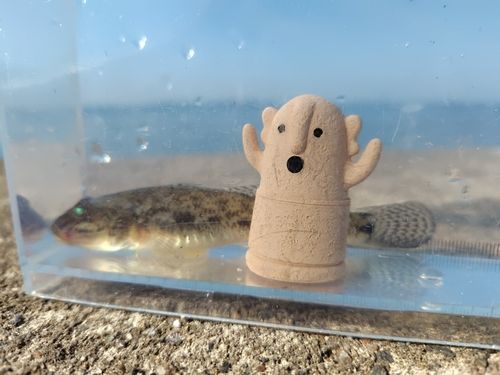 ハゼの釣果