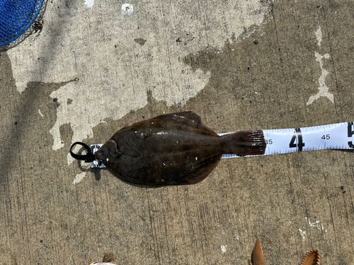 カレイの釣果