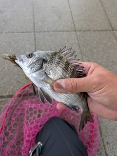 釣果