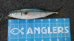 イナダの釣果