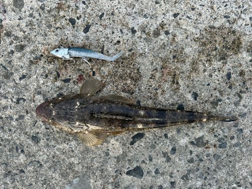 アカメフグの釣果