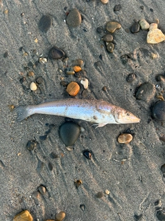 キスの釣果