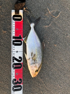 ショゴの釣果