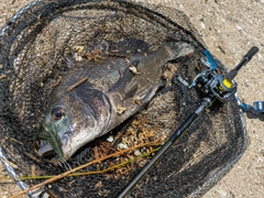 釣果