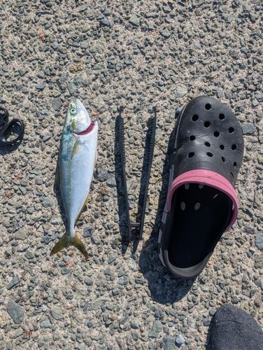 釣果