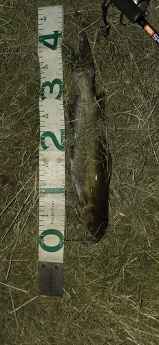 アメリカナマズの釣果