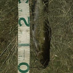 アメリカナマズ