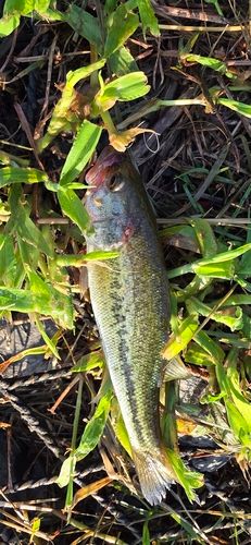 ブラックバスの釣果